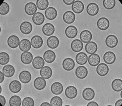 PLGA microparticle