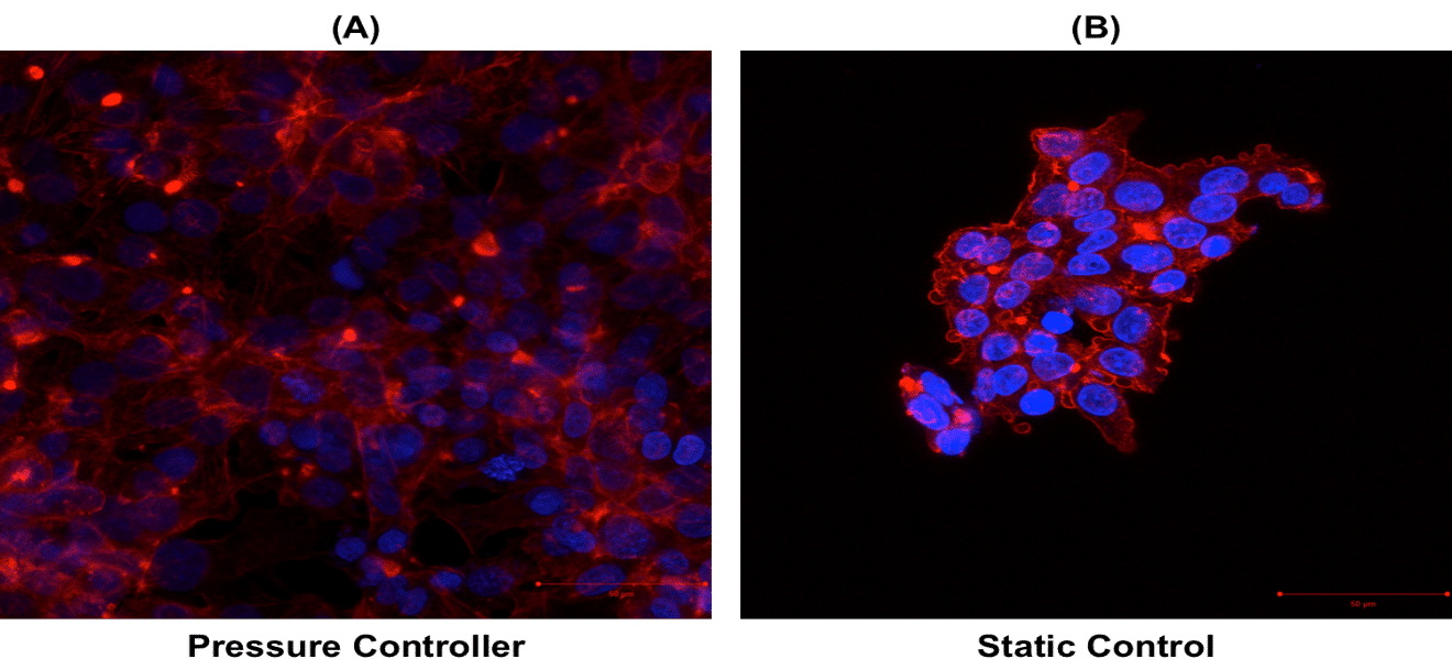 CELL PROLIFERATION with no shear stress