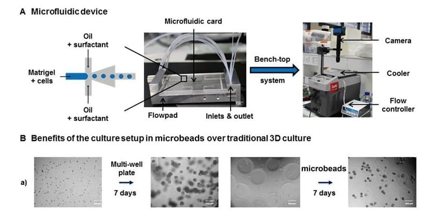 protaste organoid culture method