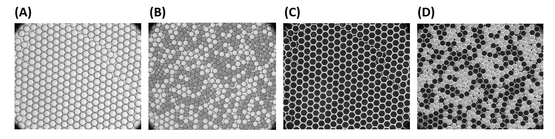 E. Coli Culture in Droplets using Fluorosurfactant