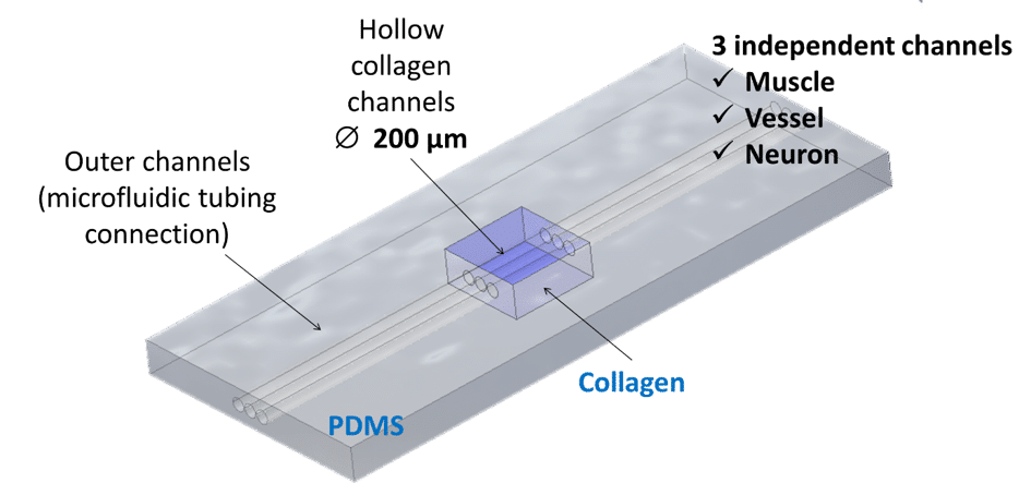 Scheme of the microfluidic chip