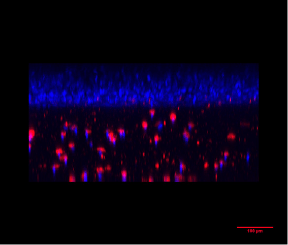 organ-on-chip cell culture therapy development