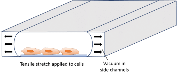 tensile stretch cells