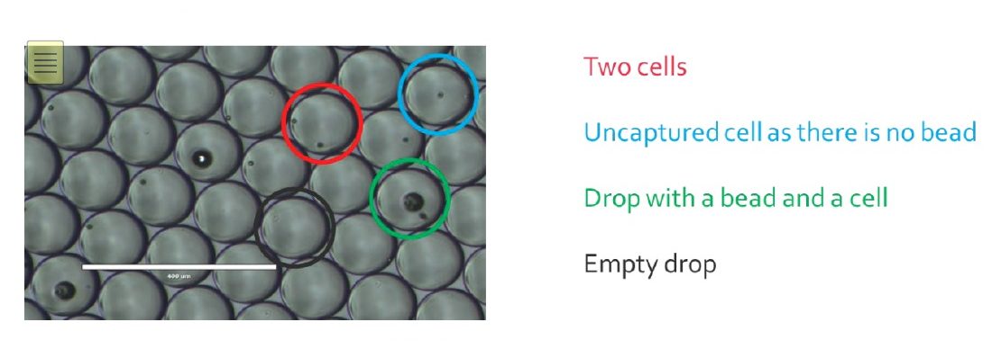 Typical DropSeq emulsion