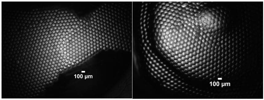 water in oil emulsions - droplets in decane