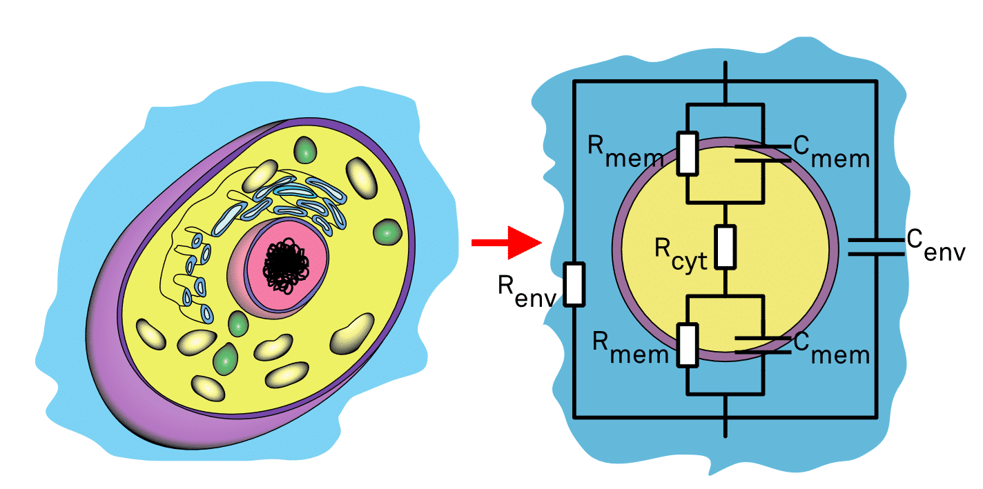 Electrical impedance spectroscopy principle