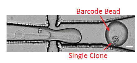 Single cell sequencing barcode bead in buffer