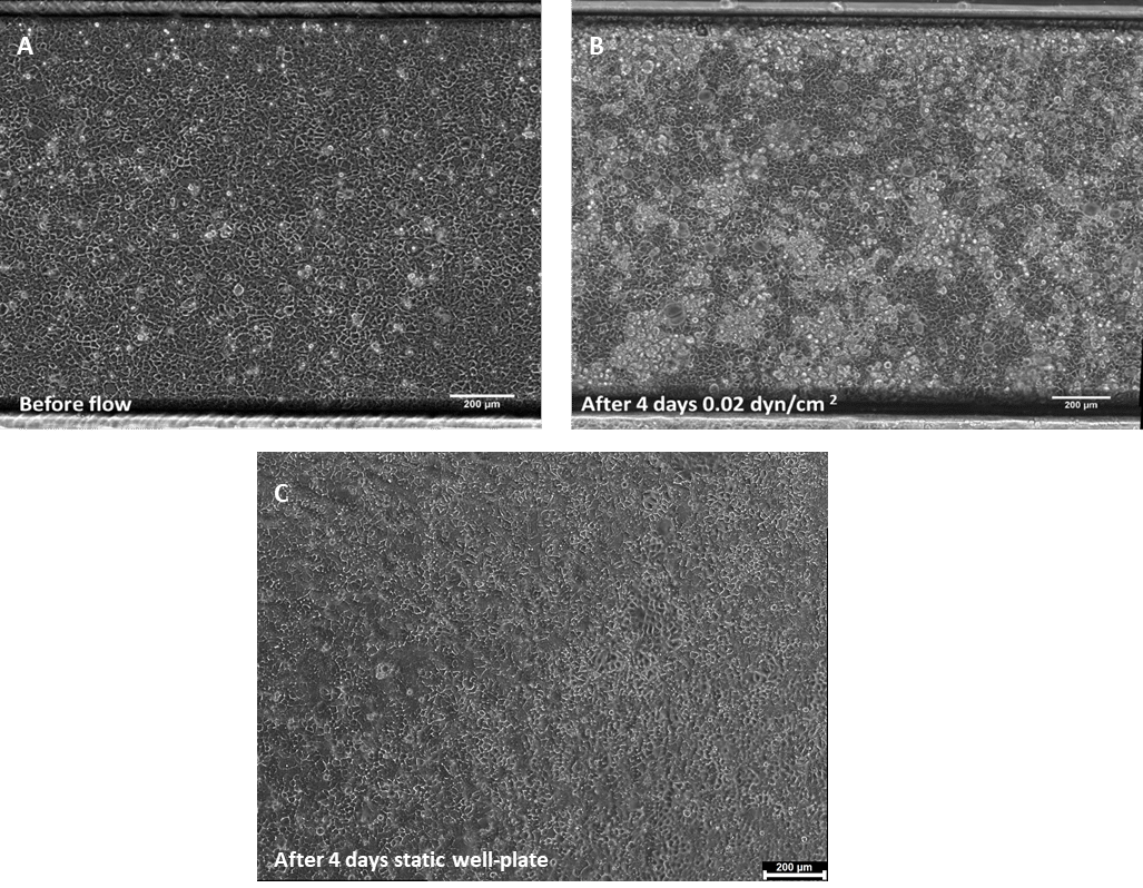 phase contrast images of caco 2 monolayer on be flow channel before flow