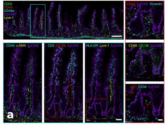 automated immunolabeling ibex aria human jejunum