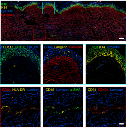 automated immunolabeling ibex aria skin