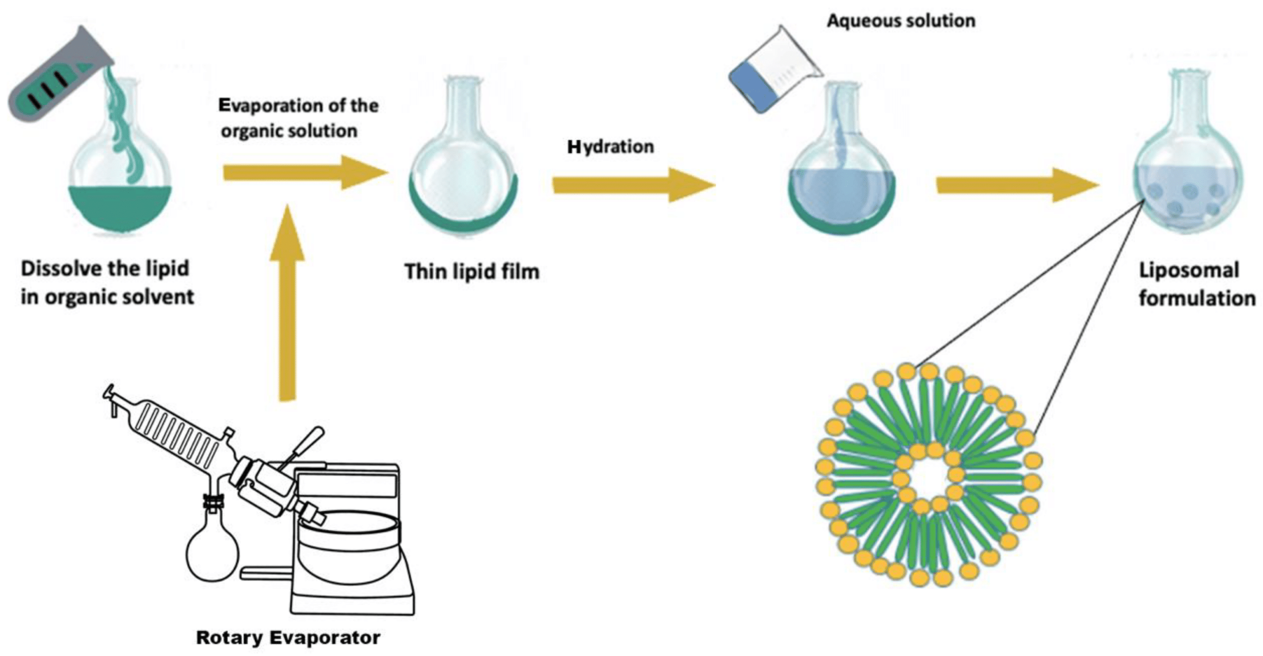 Film hydration technique for nanoparticle