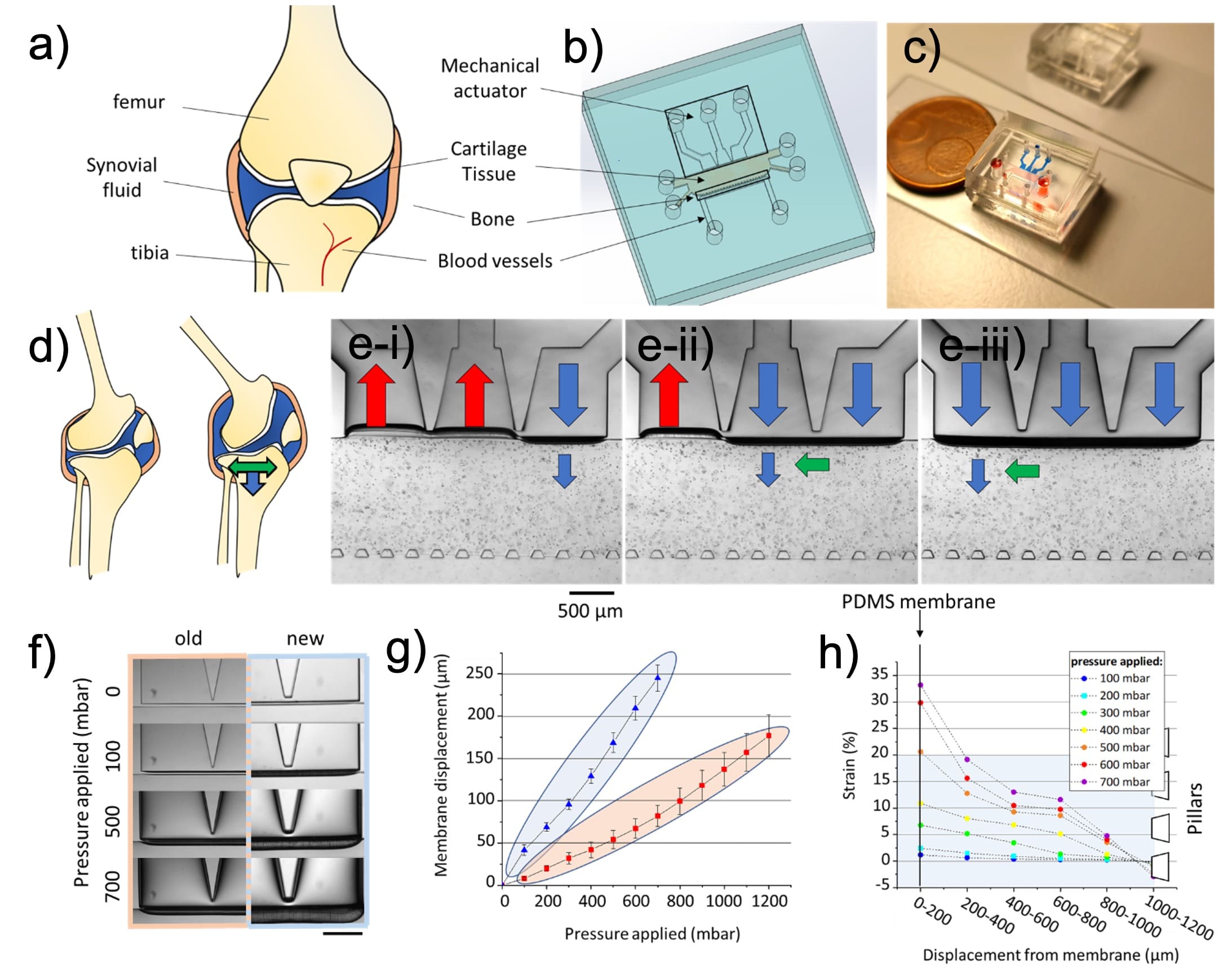 Cartilage-on-chip design