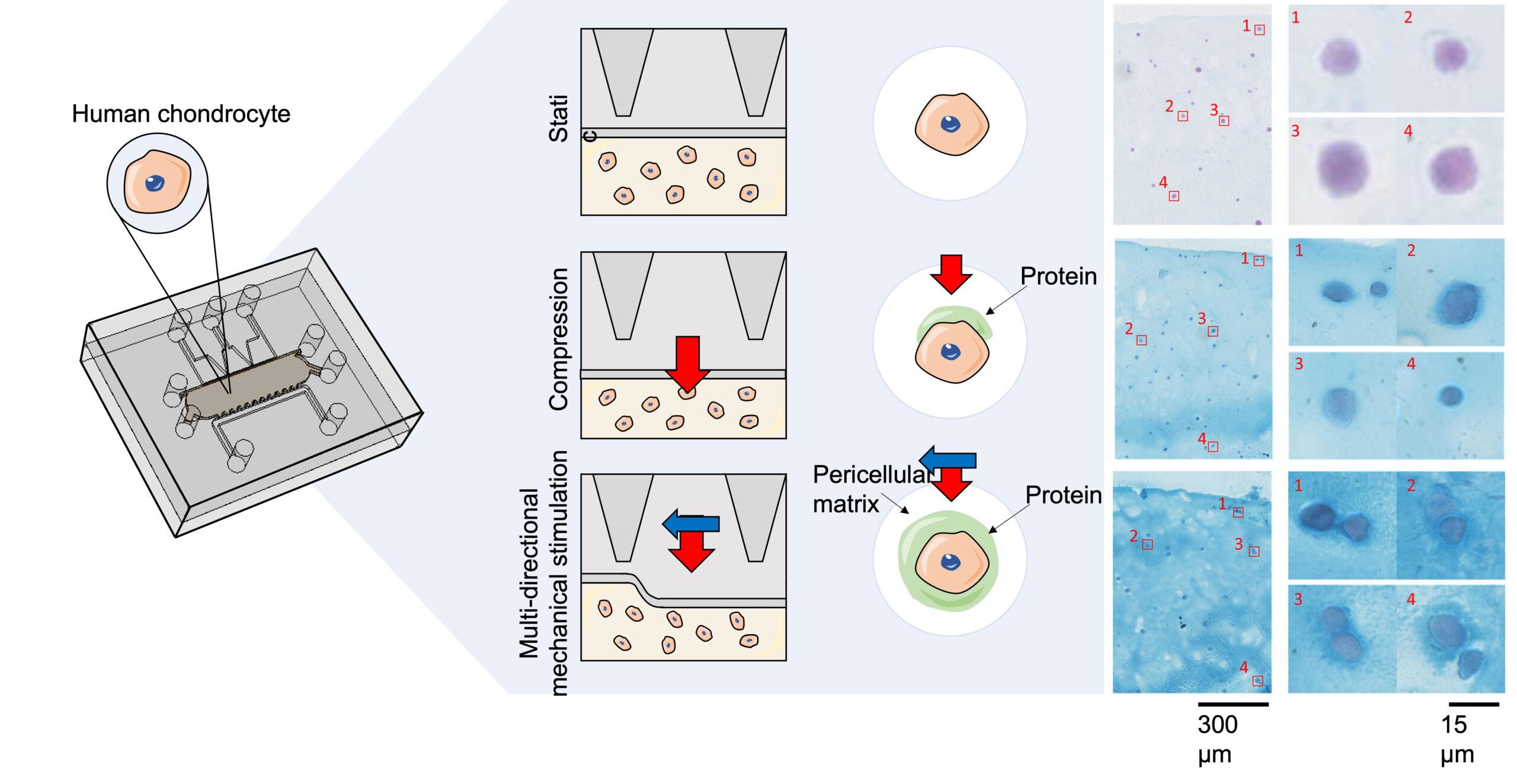 cartilage on chip platform