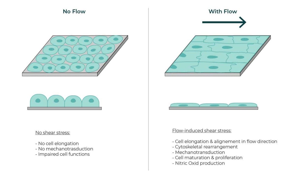Why is a controlled shearstress a key parameter of your microfluidic