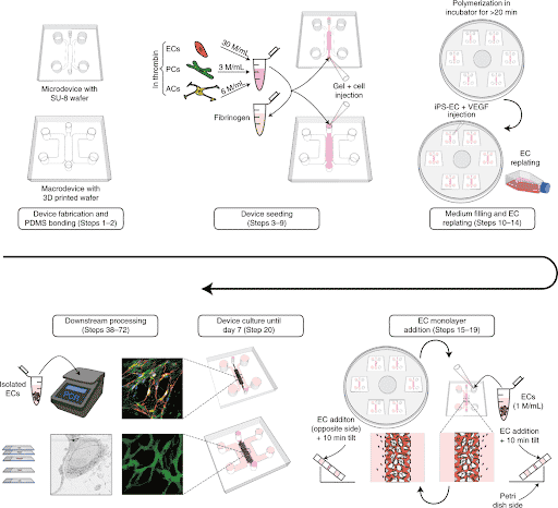 BBB model-on-chip