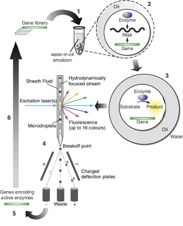 Cell encapsulation method