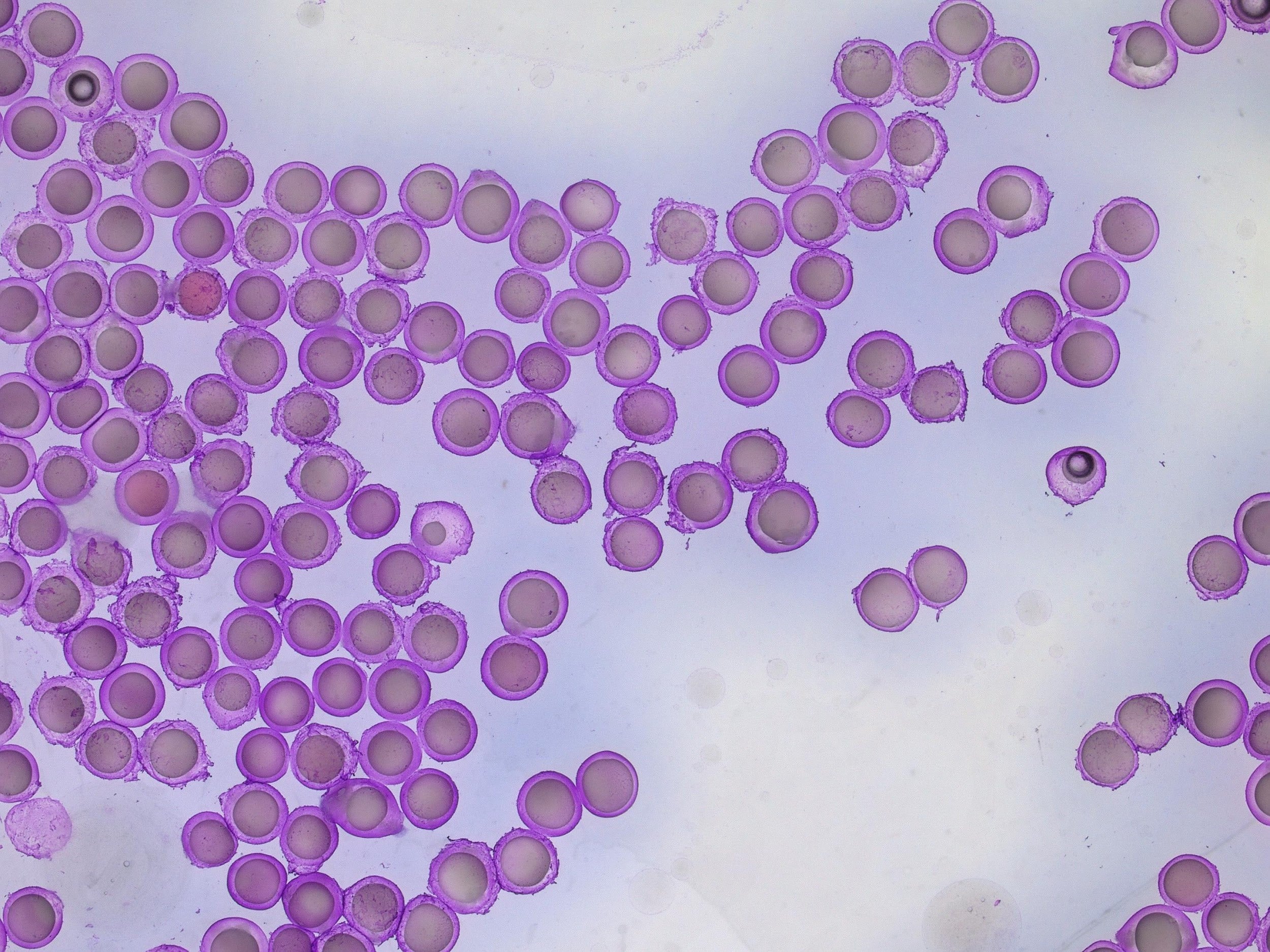 Alginate Microcapsule Synthesis