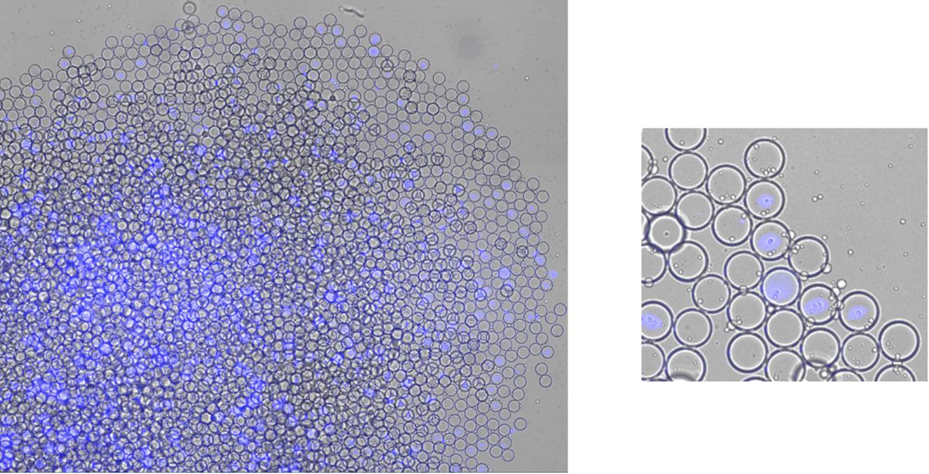 Double Emulsions with Human PBMCs