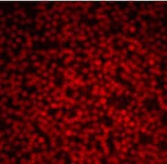 fluorescent labeling for encapsulation of cells with Cy5