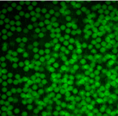 fluorescent labeling for cell encapsulation with FITC