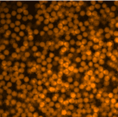 fluorescent labeling for encapsulation of cells with TRITC