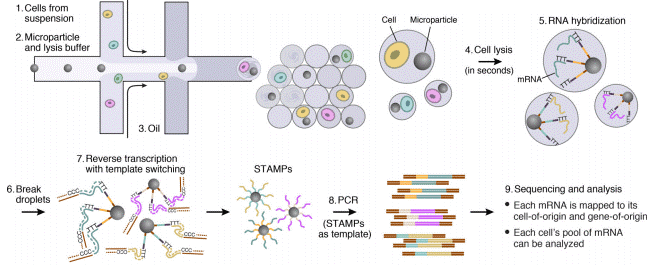 Drop-seq experiments