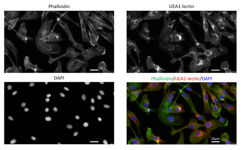 automated immunofluorescence protocol