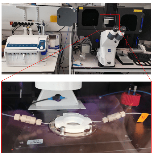 automated immunofluorescence for cell imaging