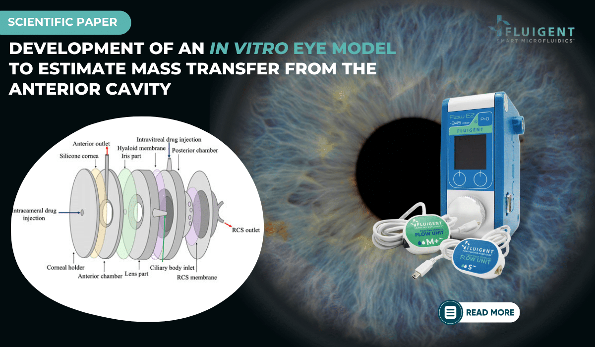 in vitro eye model