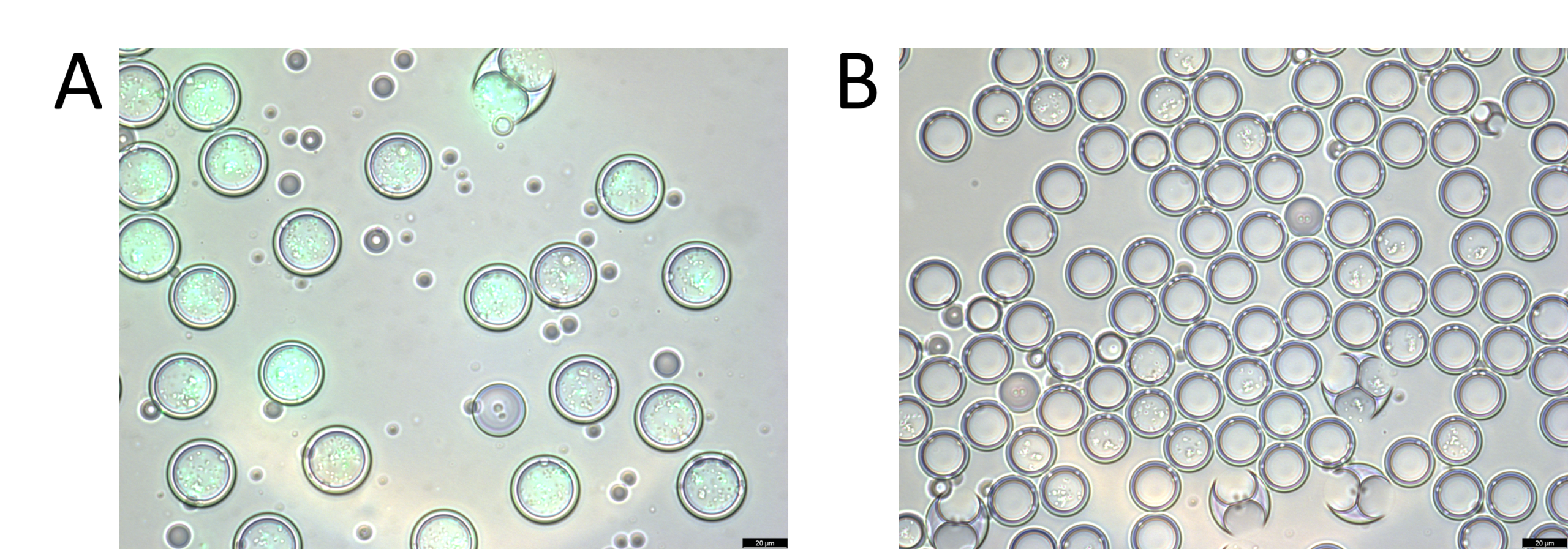 image of fluorescent droplets after droplet sorting and flow cytometry