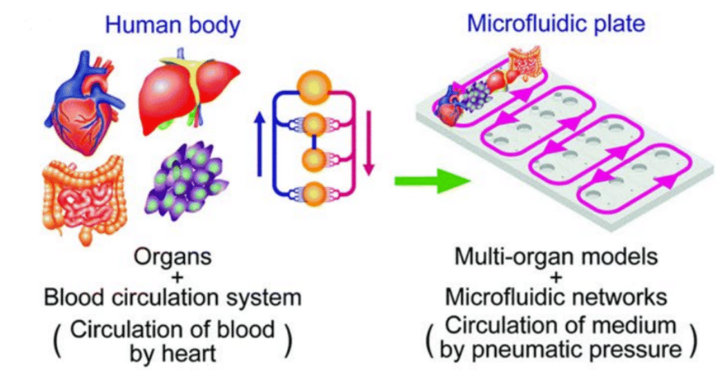 Fluid recirculation system, From living organs to organs-on-chip