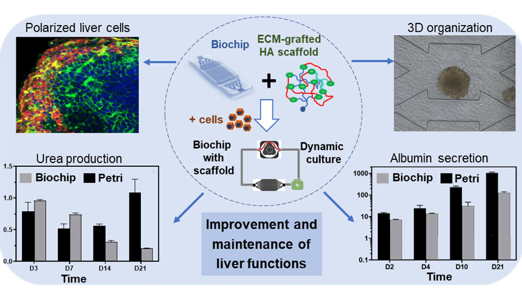 liver-on-a-chip model