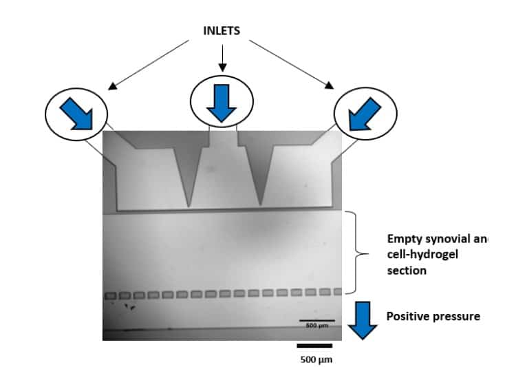 external mechanical stimulus on the chondrocytes