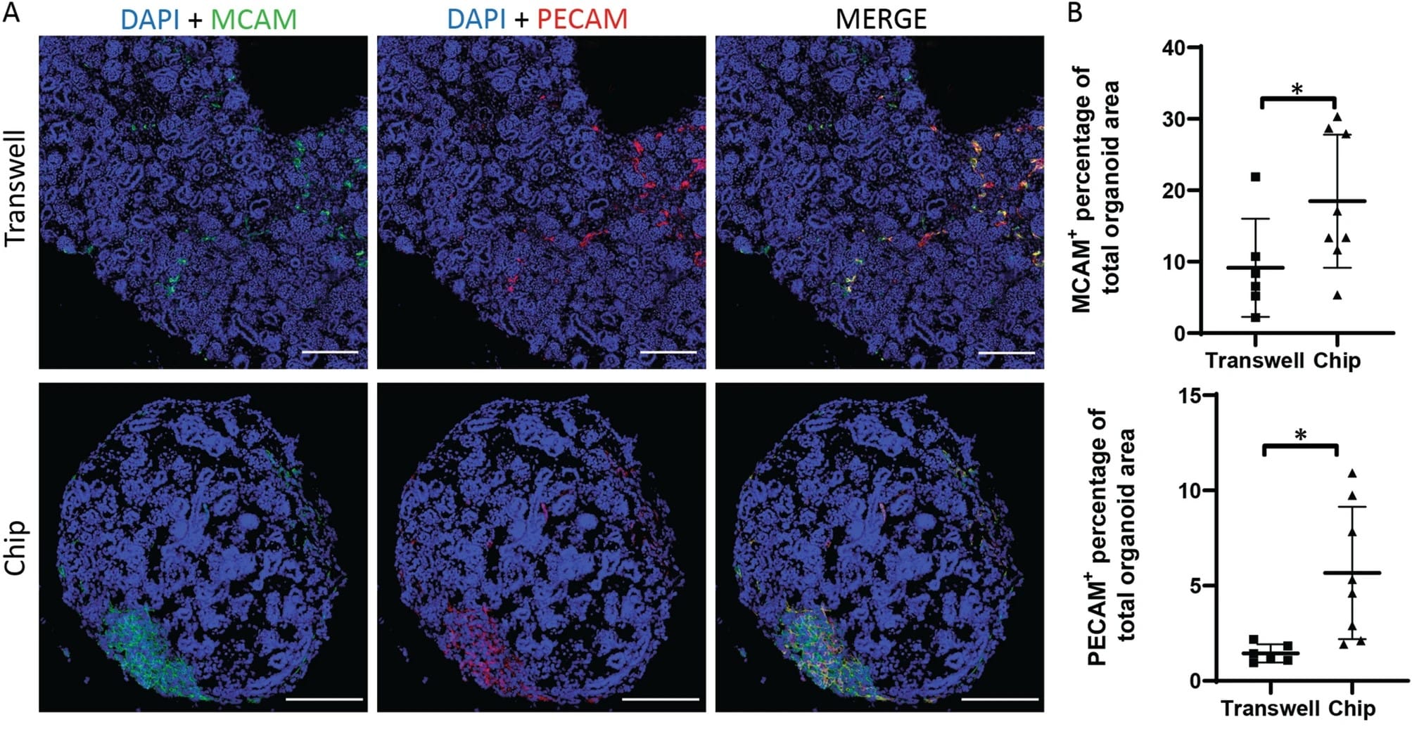 Kidney organoids cultured on a chip