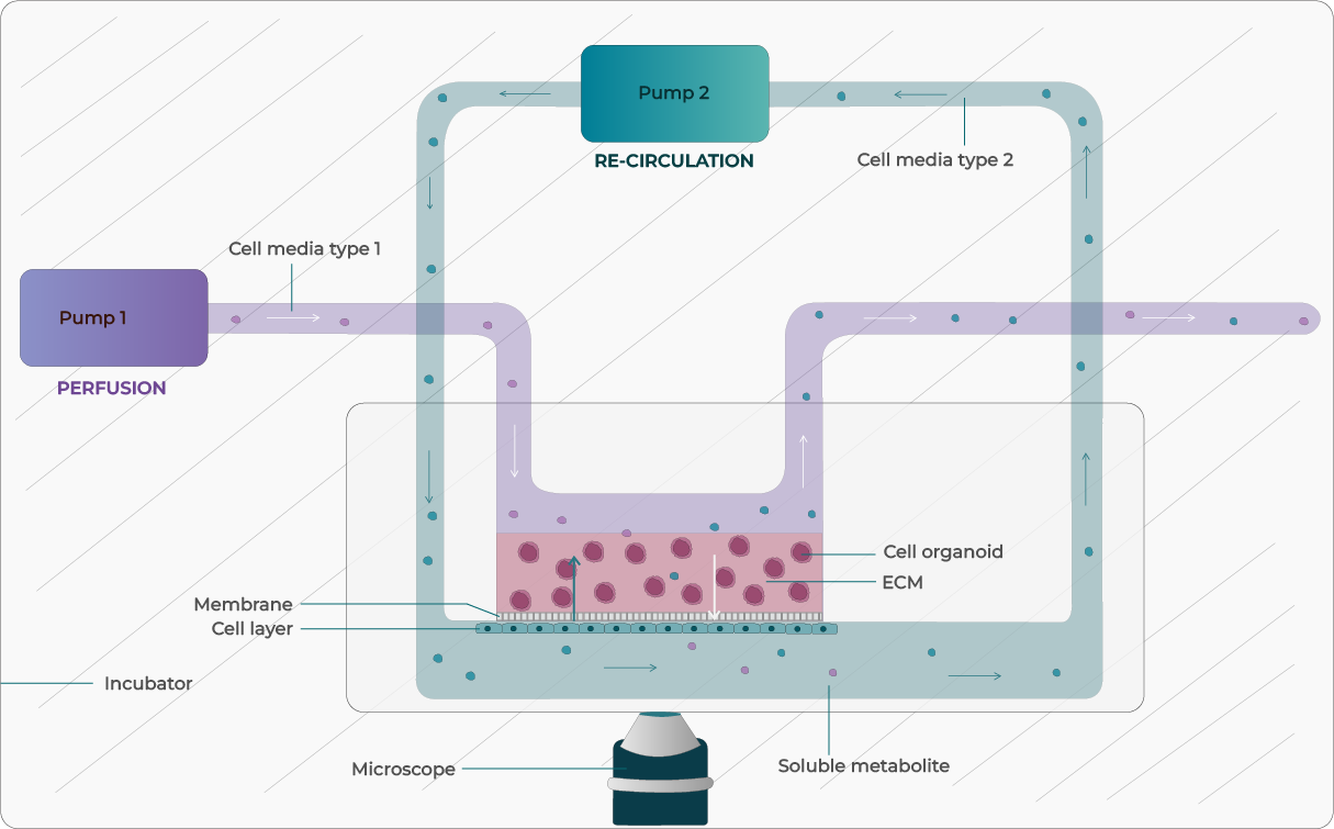 OOAC Set up - Fluigent Illustration of OOC media perfusion and recirculation