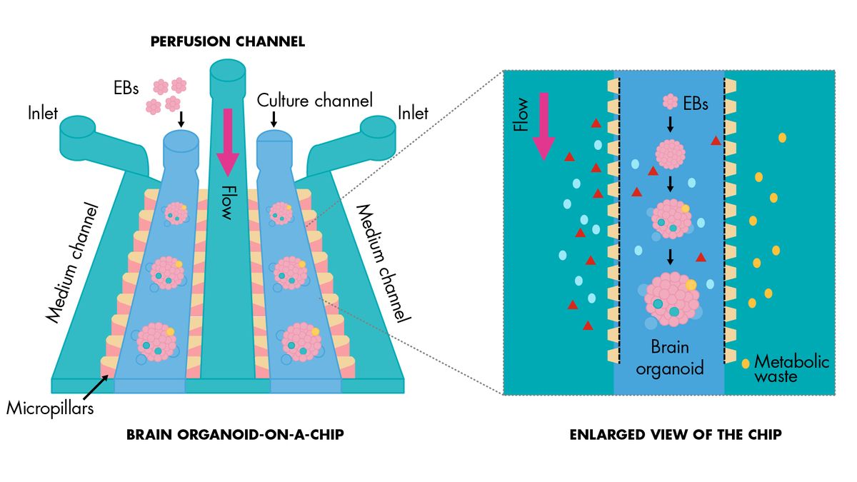 Organ on chip definition