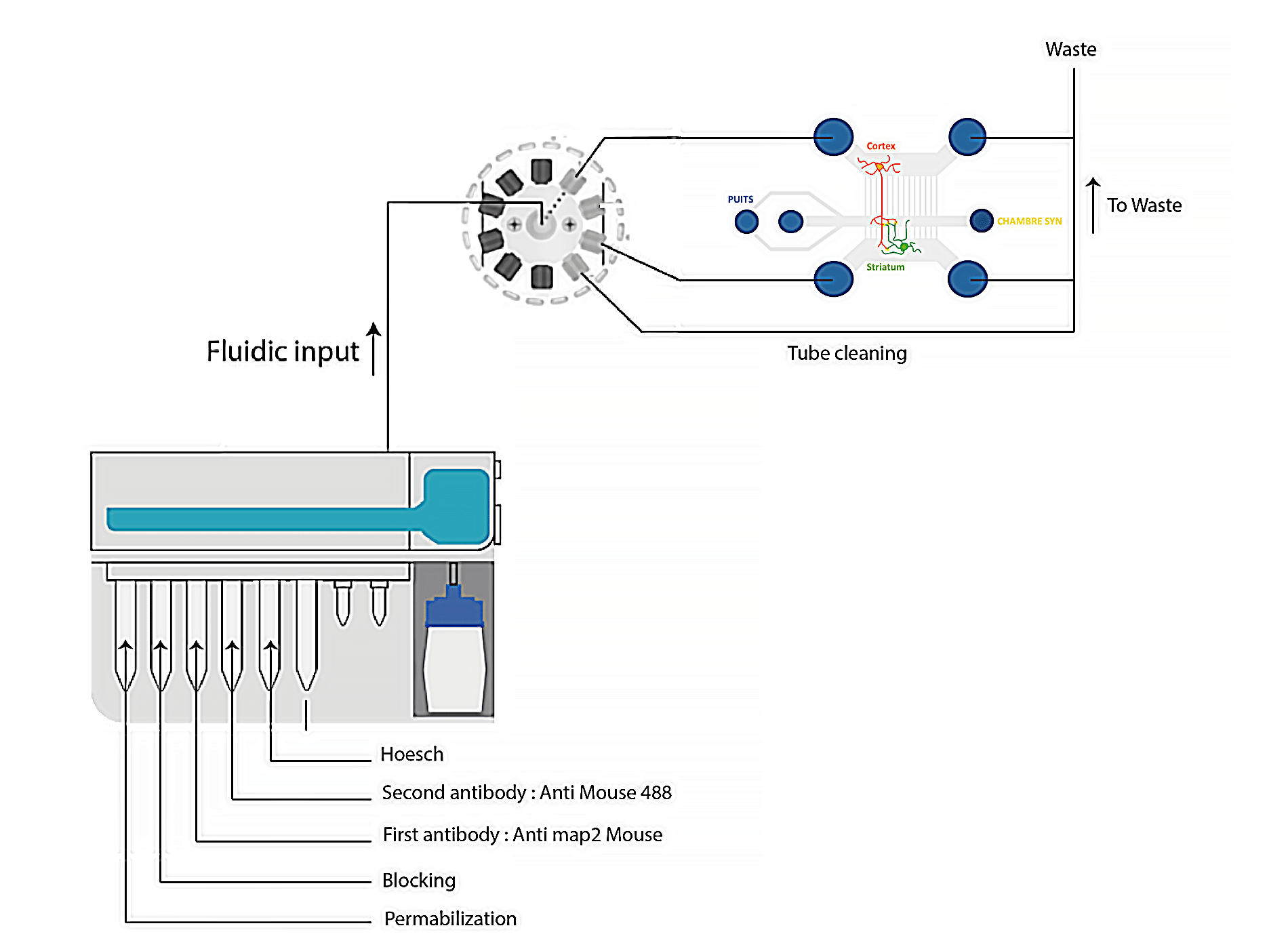 cell immunostaining protocol setup