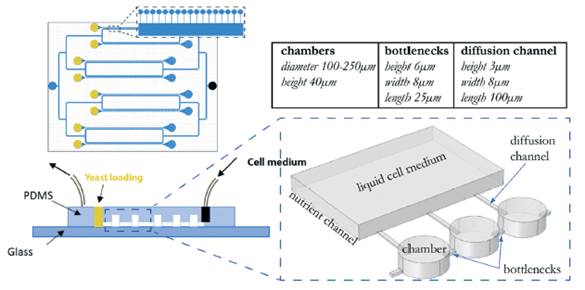 microfluidic platform for mutation accumulation