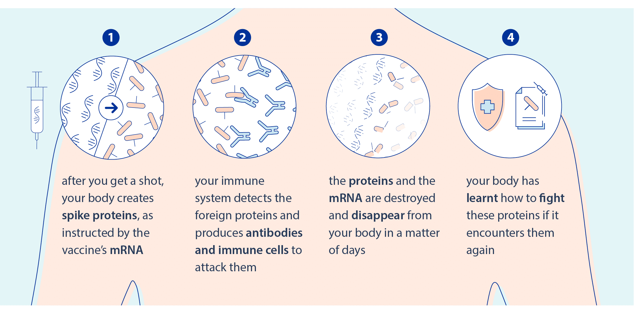 mRA vaccine mechanism