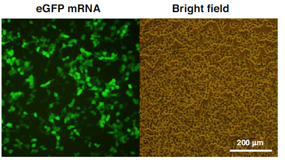 mRNA LNP transfection