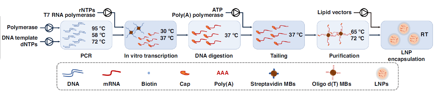 mRNA production process