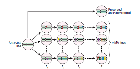 mutation accumulation experiment