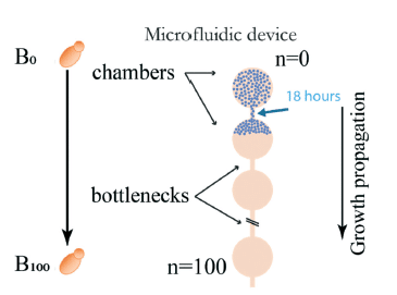 microfluidics for mutation accumulation