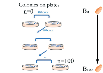 mutation accumulation principle