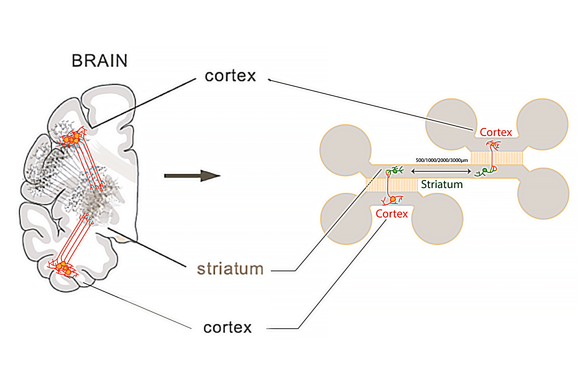 Microfluidic chip illustration for neuron calcium imaging