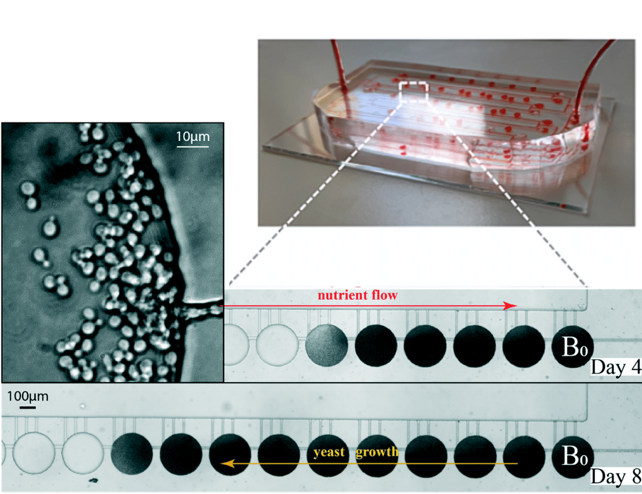 sequential yeast growth over time