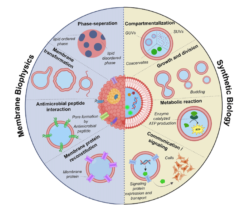 Application of Giant Unilamellar Vesicles