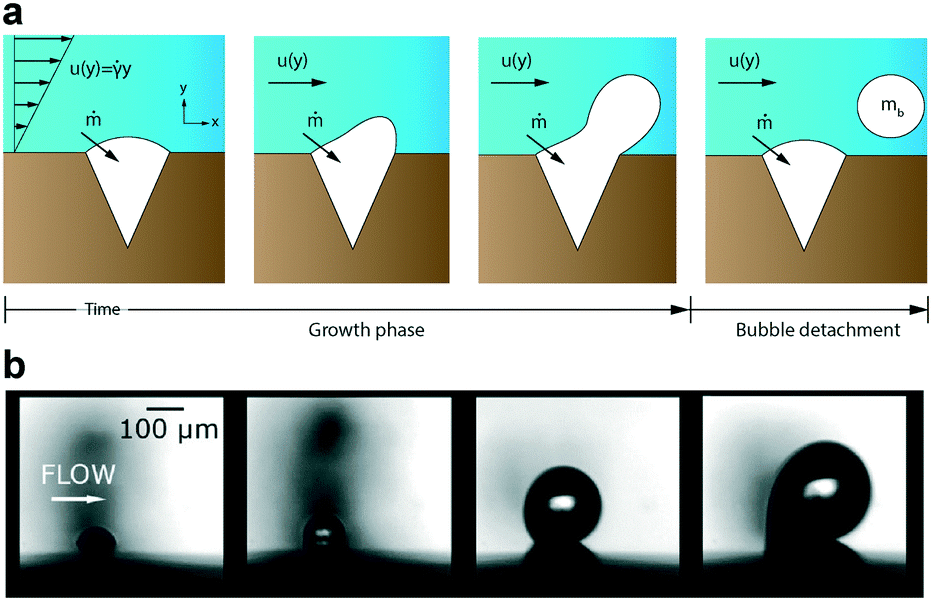 Growth of a bubble nucleus