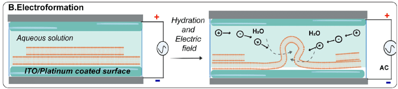 electroformation of Giant Unilamellar Vesicles