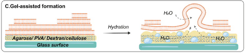 Gel assisted hydration to formed Giant Unilamellar Vesicles